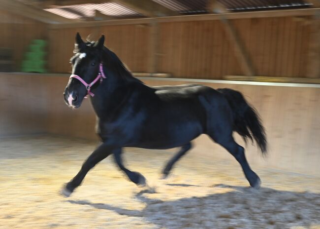 Kleine Noriker Rapp Stute 12j., Manuela KUBNY , Horses For Sale, Küßnach , Image 4
