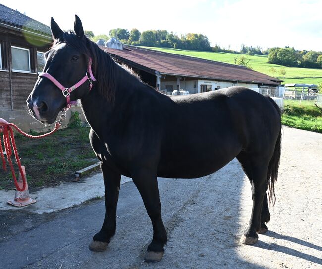 Kleine Noriker Rapp Stute, Manuela KUBNY , Horses For Sale, Küßnach , Image 3