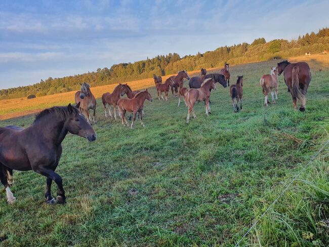 Litauisches kaltblut, Ramunas, Horses For Sale, Raseiniai , Image 4