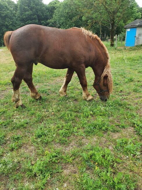 Litauisches kaltblut, Ramunas, Horses For Sale, Raseiniai , Image 2