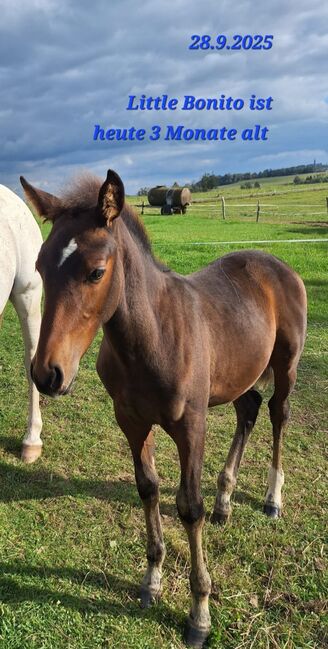 Little Bonito Hengst Fohlen PRE-Araber-Mix, Britta Schmitt , Horses For Sale, Kierspe , Image 4