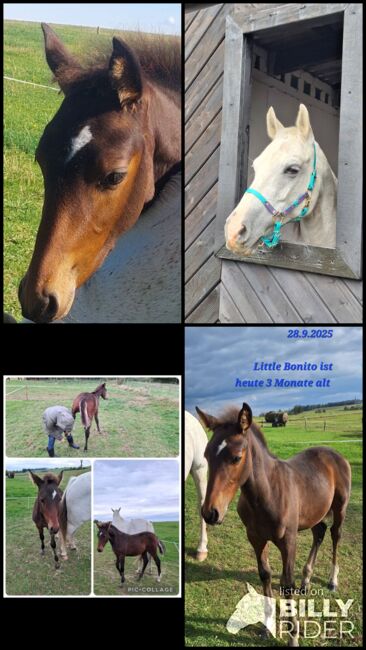 Little Bonito Hengst Fohlen PRE-Araber-Mix, Britta Schmitt , Horses For Sale, Kierspe , Image 7