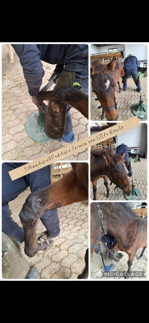 Little Bonito Hengst Fohlen PRE-Araber-Mix, Britta Schmitt , Horses For Sale, Kierspe , Image 6