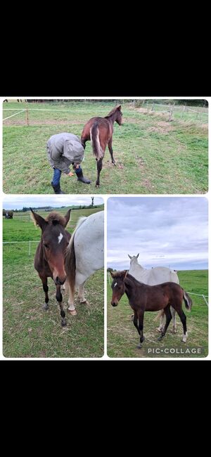 Little Bonito Hengst Fohlen PRE-Araber-Mix, Britta Schmitt , Horses For Sale, Kierspe , Image 3