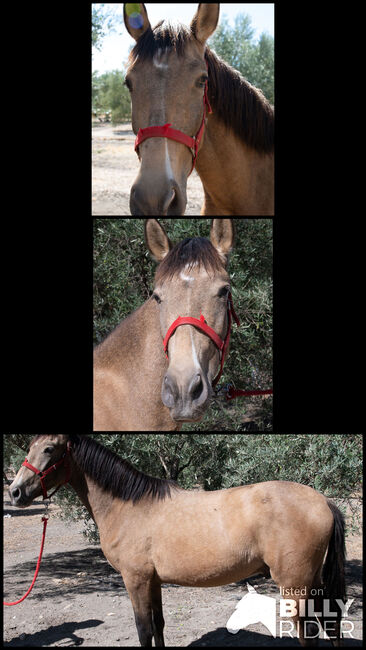 Kleiner Halbmond Prinz, Melanie Manzl, Horses For Sale, 6341, Image 4