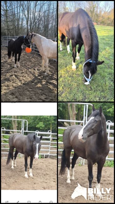 Kleiner Herzensbrecher m. blauen Augen, Fam. Rudolph, Horses For Sale, Schönwölkau, Image 8