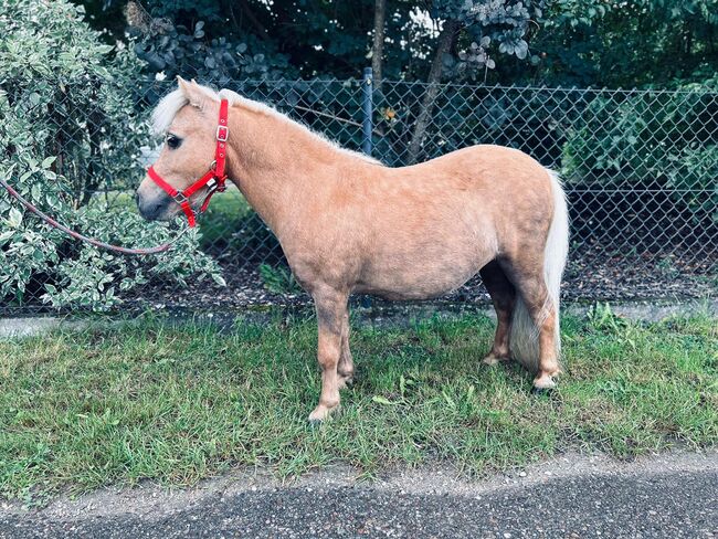 Der kleine Prinz sucht dich, Sport- und Freizeitpferde Fuchs, Horses For Sale, Ellgau, Image 4