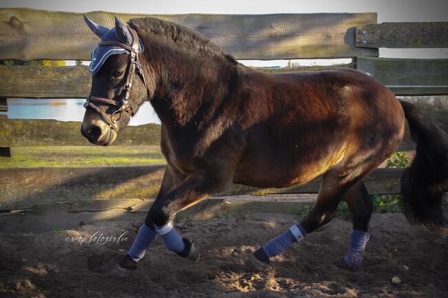 Kleiner Superstar, Katharina Lehmann (Pferdevermittlung Leus), Horses For Sale, Mescherin, Image 4