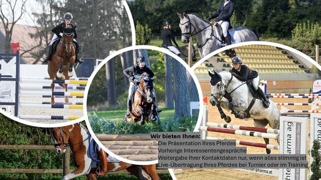 Live-Vorstellung Verkaufspferde, Katharina Lehmann (Pferdevermittlung Leus), Pferd kaufen, Wolfsburg