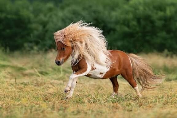 Lebensplatz als Beistellpony, Beistellpony, Horses For Sale, Weinfelden 