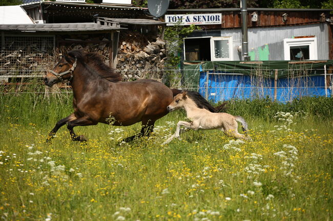 *Lóa - langbeinige Tänzerin* Stutfohlen, Álfasteinn Enkel, Nora Weiß , Konie na sprzedaż, Lauterhofen, Image 4