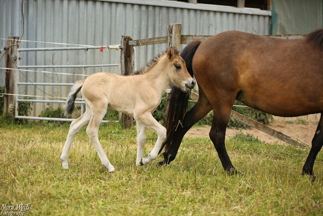 *Lóa - langbeinige Tänzerin* Stutfohlen, Álfasteinn Enkel, Nora Weiß , Horses For Sale, Lauterhofen, Image 8