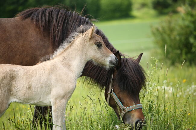 *Lóa - langbeinige Tänzerin* Stutfohlen, Álfasteinn Enkel, Nora Weiß , Horses For Sale, Lauterhofen, Image 3