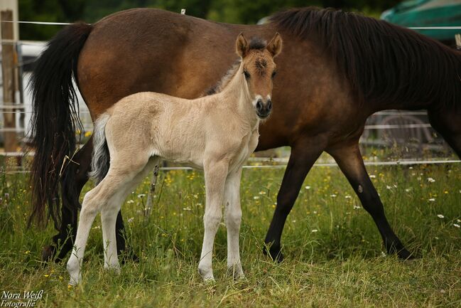 *Lóa - langbeinige Tänzerin* Stutfohlen, Álfasteinn Enkel, Nora Weiß , Horses For Sale, Lauterhofen