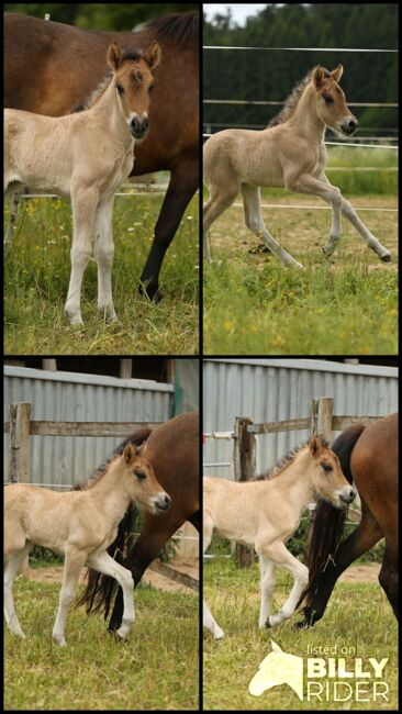 *Lóa - langbeinige Tänzerin* Stutfohlen, Álfasteinn Enkel, Nora Weiß , Horses For Sale, Lauterhofen, Image 14