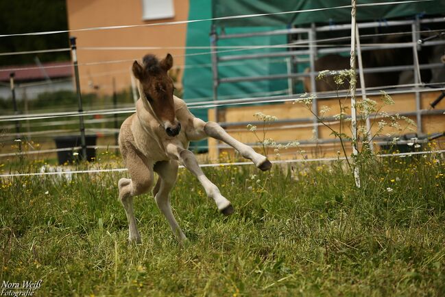 *Lóa - langbeinige Tänzerin* Stutfohlen, Álfasteinn Enkel, Nora Weiß , Horses For Sale, Lauterhofen, Image 11