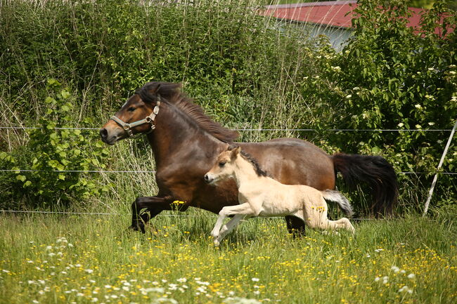 *Lóa - langbeinige Tänzerin* Stutfohlen, Álfasteinn Enkel, Nora Weiß , Horses For Sale, Lauterhofen, Image 5