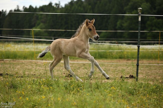 *Lóa - langbeinige Tänzerin* Stutfohlen, Álfasteinn Enkel, Nora Weiß , Horses For Sale, Lauterhofen, Image 2