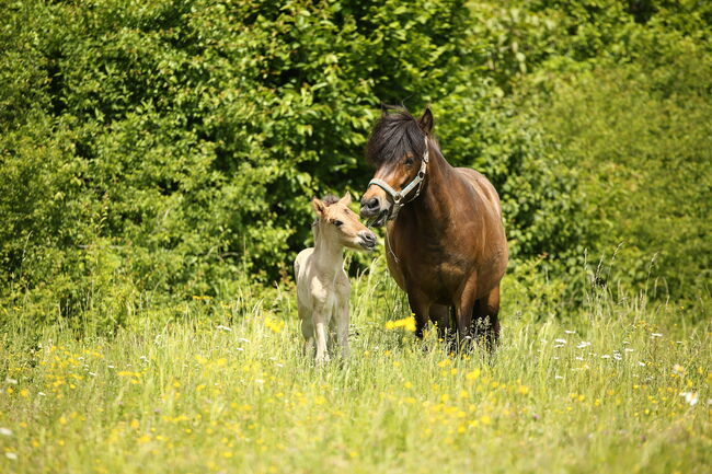 *Lóa - langbeinige Tänzerin* Stutfohlen, Álfasteinn Enkel, Nora Weiß , Horses For Sale, Lauterhofen, Image 6