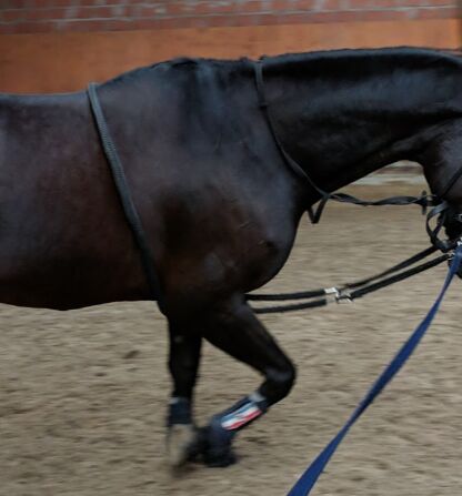 Longierschlaufen, / Longierschlaufen , Sophie Steinmeier , Lunging, Steinhagen 