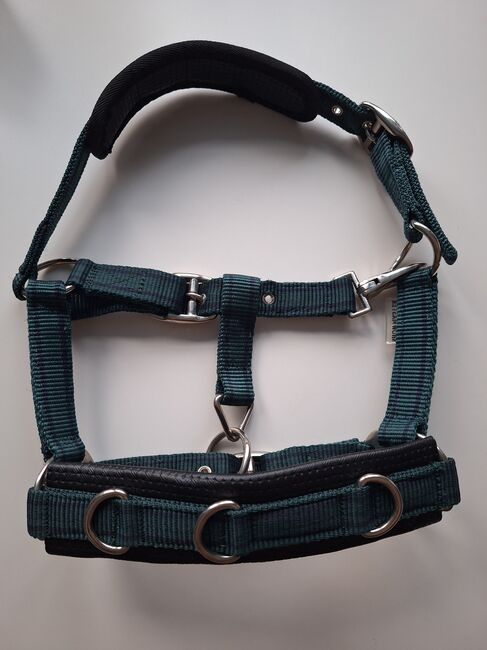 Longierhalfter Minishetty, Showmaster Longierhalfter Freedom, Celine Mager, Lunging, Kamenz