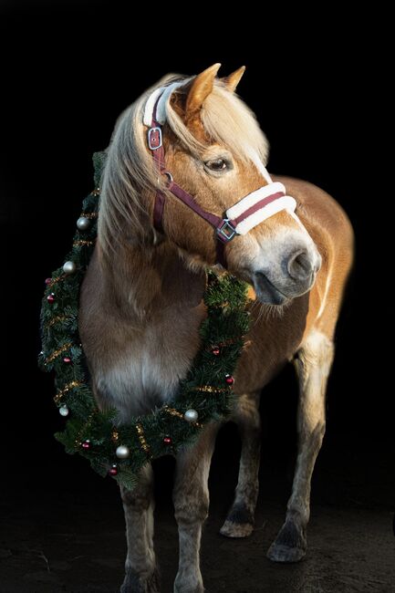 Suchen Pflegebeteiligung, luna, Horse Sharing, Hohenaspe, Image 5