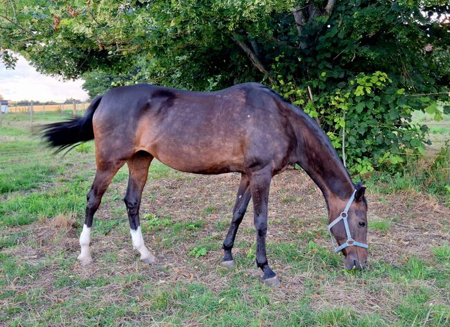 Suche leichten Reiter/in für Stute in Fellbach, Urmeli Urmel, Horse Sharing, Ostelsheim, Image 2