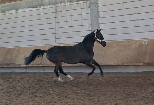 Suche leichten Reiter/in für Stute in Fellbach, Urmeli Urmel, Horse Sharing, Ostelsheim, Image 5