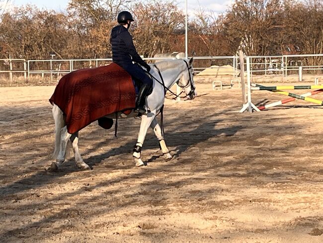 Suchen zuverlässiges Pony, Sandra, Horses For Sale, Algermissen, Image 5