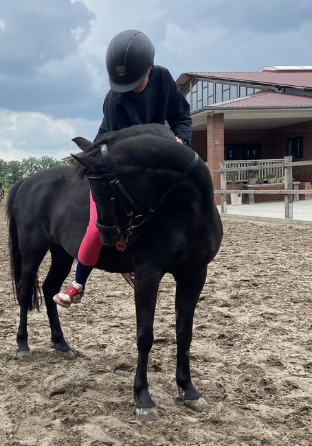 Suchen zuverlässiges Pony, Sandra, Horses For Sale, Algermissen, Image 4