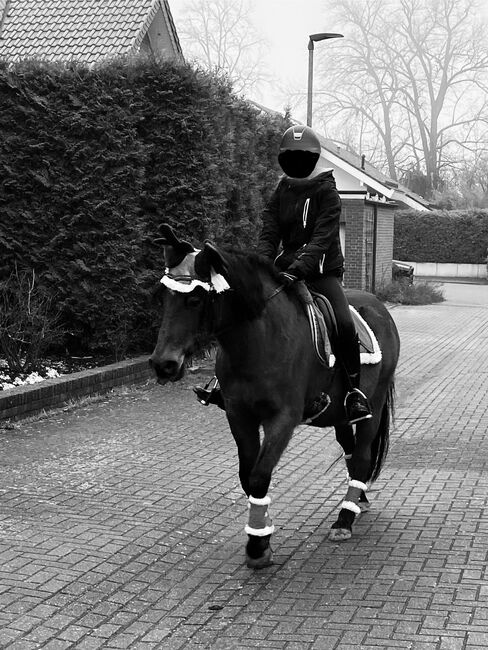 Suchen zuverlässiges Pony, Sandra, Horses For Sale, Algermissen