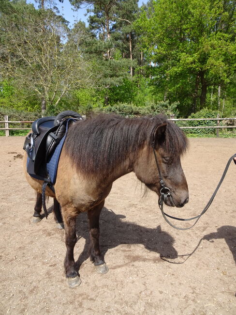 Der Sattel für Ihren Isländer gesucht? Mit genügend Fläche für Pferd & Reiter?, MY-Sattel Manufaktur PURE WALKING, MY-Sattel (MY-Sattel Manufaktur), Endurance Saddle, Zilshausen