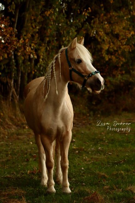 Pflege/Reitbeteiligung für Goldie gesucht, Emma M., Horses For Sale, Wels