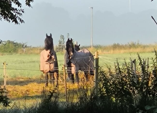 Suche vierbeinigen Teilzeitmitarbeiter, Tanja Doherr  (Tanjas kleine Reitschule ), Horses For Sale, Lemwerder