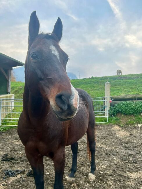 Suche Mitreiter für 15 Jährige Quarab Stute in Leonstein, Isabell, Horse Sharing, LEONSTEIN , Image 3