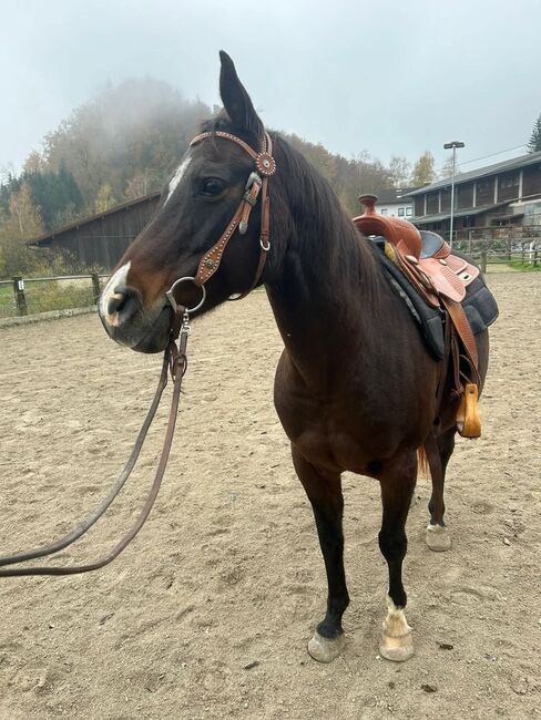 Suche Mitreiter für 15 Jährige Quarab Stute in Leonstein, Isabell, Horse Sharing, LEONSTEIN 