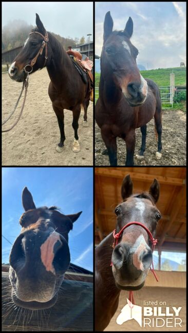 Suche Mitreiter für 15 Jährige Quarab Stute in Leonstein, Isabell, Horse Sharing, LEONSTEIN , Image 5