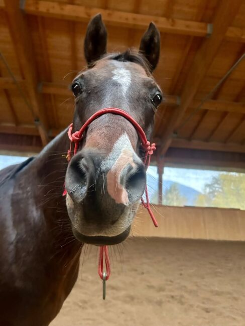 Suche Mitreiter für 15 Jährige Quarab Stute in Leonstein, Isabell, Horse Sharing, LEONSTEIN , Image 2