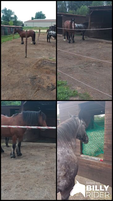 Suche zwei zuverlässige erfahreneReitbeteiligung 50259, Maria Weber , Horse Sharing, Erftstadt Bliesheim, Image 5