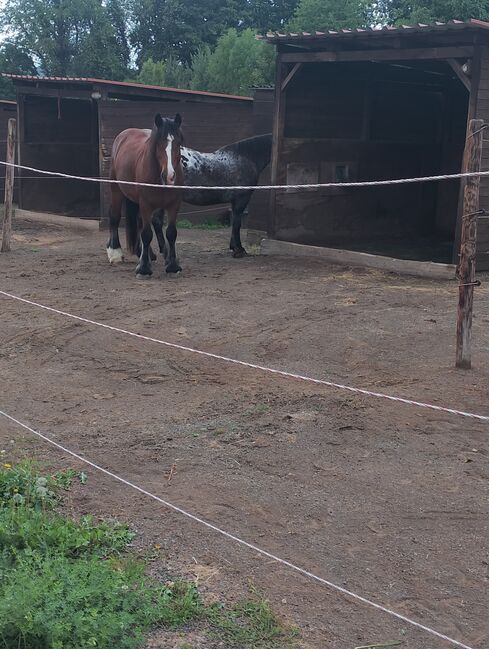 Suche zwei zuverlässige erfahreneReitbeteiligung 50259, Maria Weber , Horse Sharing, Erftstadt Bliesheim, Image 4