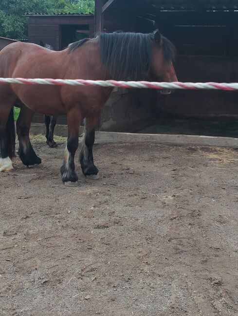 Suche zwei zuverlässige erfahreneReitbeteiligung 50259, Maria Weber , Horse Sharing, Erftstadt Bliesheim, Image 3