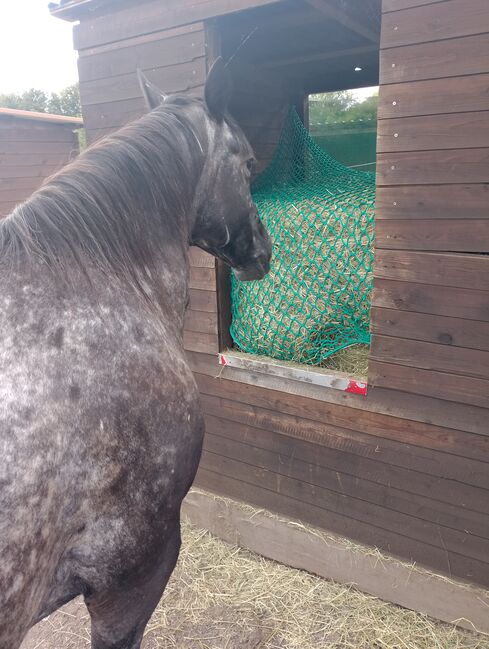 Suche zwei zuverlässige erfahreneReitbeteiligung 50259, Maria Weber , Horse Sharing, Erftstadt Bliesheim, Image 2