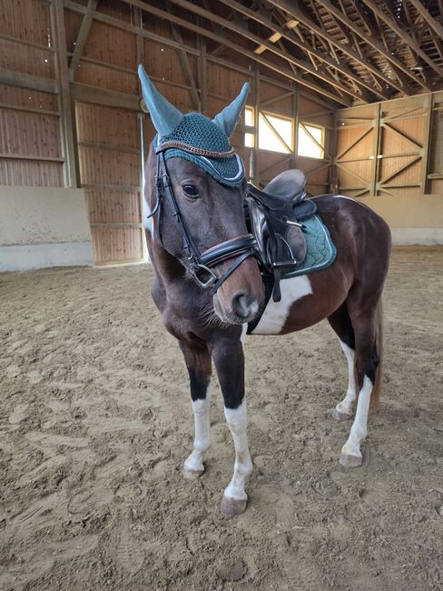 Liebenswerter Allrounder, K.B.Z. verkaufspferde , Horses For Sale, Steiermark/Leibnitz 