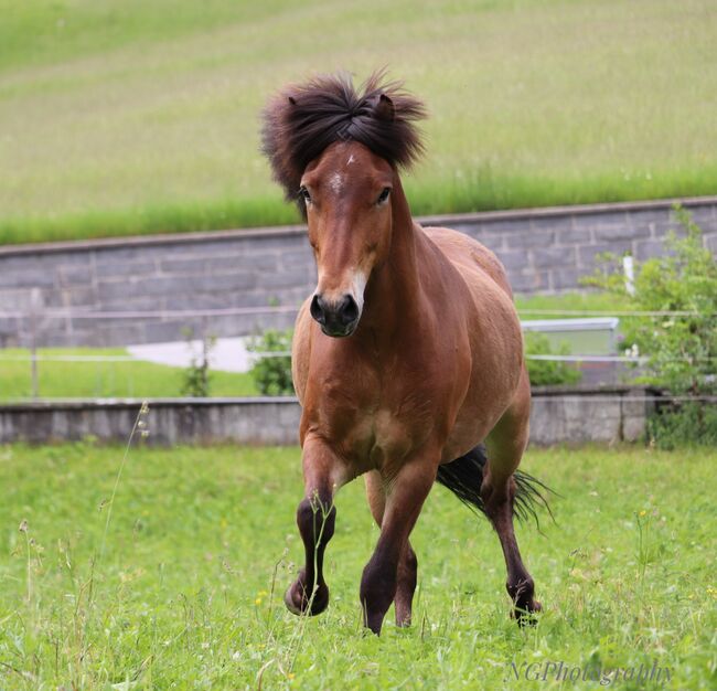 Liebenswerter Wallach sucht seinen Menschen, Luisa Zunterer , Horses For Sale, Elbigenalp , Image 2