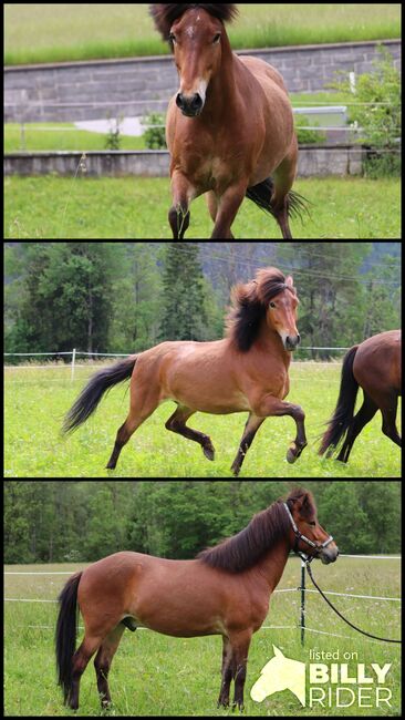 Liebenswerter Wallach sucht seinen Menschen, Luisa Zunterer , Horses For Sale, Elbigenalp , Image 4