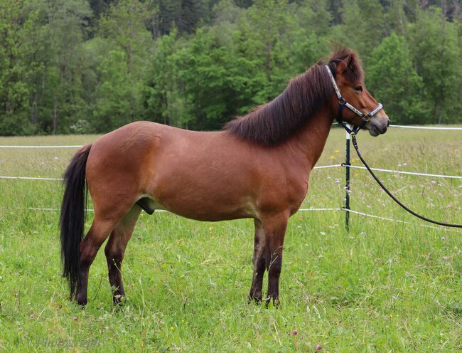 Liebenswerter Wallach sucht seinen Menschen, Luisa Zunterer , Horses For Sale, Elbigenalp , Image 3