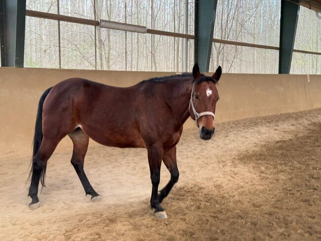 Liebenswerte, menschenbezogene Quarter Horse Stute, Kerstin Rehbehn (Pferdemarketing Ost), Horses For Sale, Nienburg, Image 4