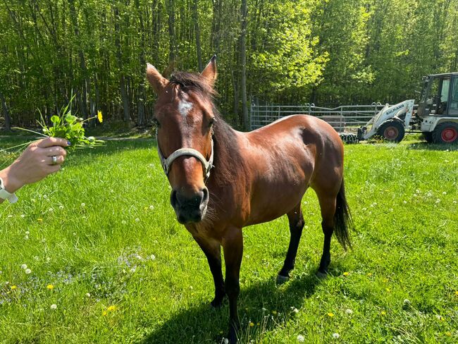 Liebenswerte, menschenbezogene Quarter Horse Stute, Kerstin Rehbehn (Pferdemarketing Ost), Horses For Sale, Nienburg, Image 2