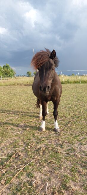 Liebenswerte Shetty Stute, Tina, Horses For Sale, Döbeln, Image 3