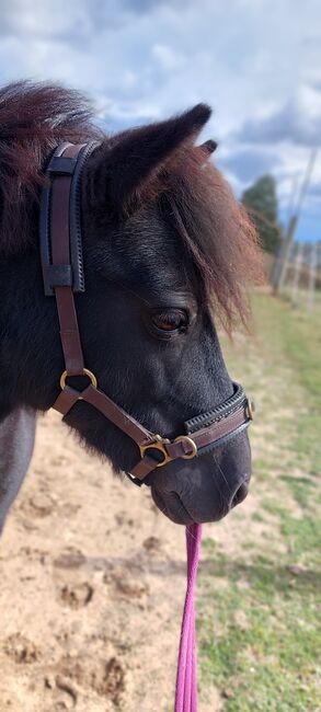 Liebenswerte Shetty Stute, Tina, Horses For Sale, Döbeln, Image 5